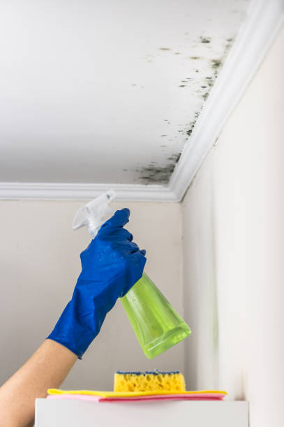 Best Residential Mold Remediation in Lewistown, MT